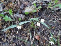 western or lanceleaf springbeauty (<em>Claytonia lanceolata</em>)