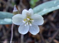 western or lanceleaf springbeauty (<em>Claytonia lanceolata</em>)
