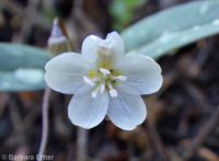 western or lanceleaf springbeauty (<em>Claytonia lanceolata</em>)
