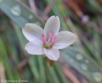 western or lanceleaf springbeauty (<em>Claytonia lanceolata</em>)
