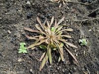 Indian miner's lettuce (<em>Claytonia parviflora</em>)