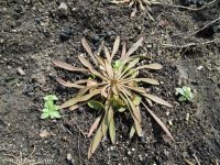 Indian miner's lettuce (<em>Claytonia parviflora</em>)