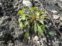 Indian miner's lettuce (<em>Claytonia parviflora</em>)
