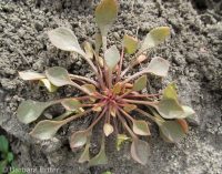 red miner's lettuce (<em>Claytonia rubra</em>)