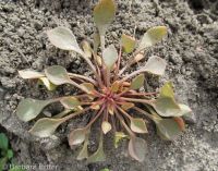 red miner's lettuce (<em>Claytonia rubra</em>)