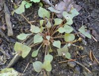 red miner's lettuce (<em>Claytonia rubra</em>)
