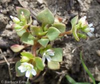 red miner's lettuce (<em>Claytonia rubra</em>)