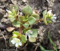 red miner's lettuce (<em>Claytonia rubra</em>)