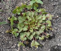 Claytonia rubra