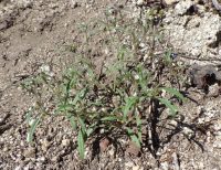diffuse collomia (<em>Collomia tenella</em>)