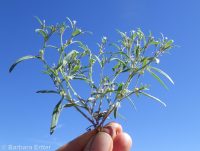 diffuse collomia (<em>Collomia tenella</em>)