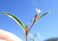 diffuse collomia (<em>Collomia tenella</em>)