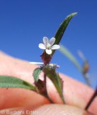 diffuse collomia (<em>Collomia tenella</em>)