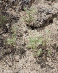 obscure cryptantha (<em>Cryptantha ambigua</em>)