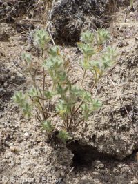obscure cryptantha (<em>Cryptantha ambigua</em>)