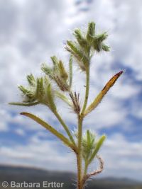 obscure cryptantha (<em>Cryptantha ambigua</em>)