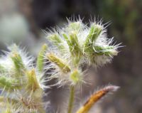 obscure cryptantha (<em>Cryptantha ambigua</em>)