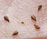 obscure cryptantha (<em>Cryptantha ambigua</em>)