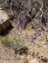 Anderson's larkspur (<em>Delphinium andersonii</em>)