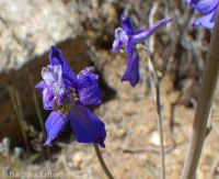 Anderson's larkspur (<em>Delphinium andersonii</em>)