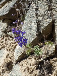 Anderson's larkspur (<em>Delphinium andersonii</em>)
