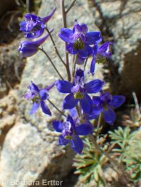 Anderson's larkspur (<em>Delphinium andersonii</em>)