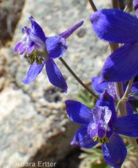 Anderson's larkspur (<em>Delphinium andersonii</em>)