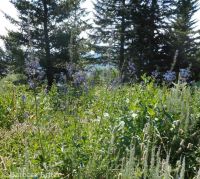 western, tower, or duncecap larkspur (<em>Delphinium occidentale</em>)
