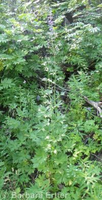 western, tower, or duncecap larkspur (<em>Delphinium occidentale</em>)