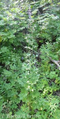 western, tower, or duncecap larkspur (<em>Delphinium occidentale</em>)