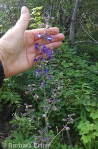 western, tower, or duncecap larkspur (<em>Delphinium occidentale</em>)