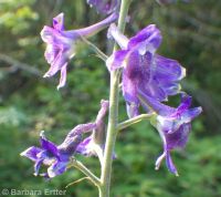 western, tower, or duncecap larkspur (<em>Delphinium occidentale</em>)