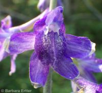 Delphinium occidentale