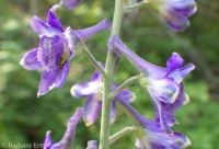western, tower, or duncecap larkspur (<em>Delphinium occidentale</em>)