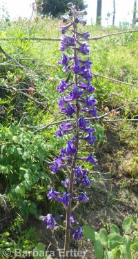 western, tower, or duncecap larkspur (<em>Delphinium occidentale</em>)