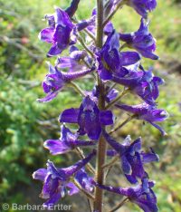 western, tower, or duncecap larkspur (<em>Delphinium occidentale</em>)