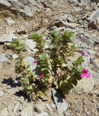 Nesom's monkeyflower (<em>Diplacus cusickioides</em>)