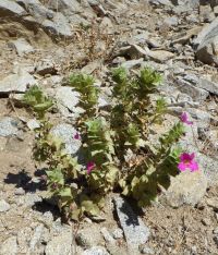 Nesom's monkeyflower (<em>Diplacus cusickioides</em>)