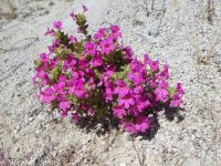 Nesom's monkeyflower (<em>Diplacus cusickioides</em>)