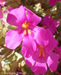 Nesom's monkeyflower (<em>Diplacus cusickioides</em>)