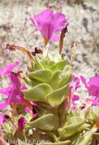 Nesom's monkeyflower (<em>Diplacus cusickioides</em>)