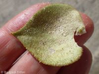 Nesom's monkeyflower (<em>Diplacus cusickioides</em>)