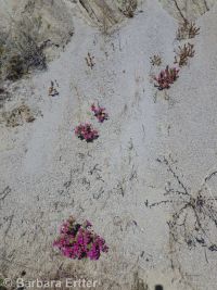 Nesom's monkeyflower (<em>Diplacus cusickioides</em>)