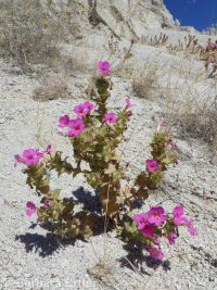 Nesom's monkeyflower (<em>Diplacus cusickioides</em>)