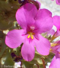 Diplacus cusickioides