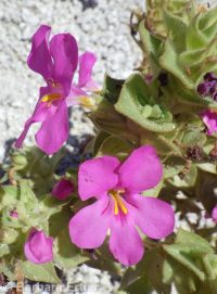 Nesom's monkeyflower (<em>Diplacus cusickioides</em>)