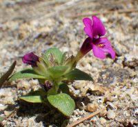 dwarf monkeyflower (<em>Diplacus nanus</em>)