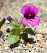 dwarf monkeyflower (<em>Diplacus nanus</em>)