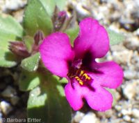 dwarf monkeyflower (<em>Diplacus nanus</em>)