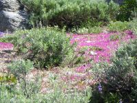 dwarf monkeyflower (<em>Diplacus nanus</em>)